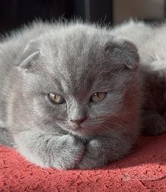 Cuccioli scottish fold