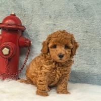 Cuccioli Barboncini Mini Toy M F