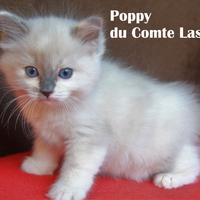 POPPY cucciola razza ragdoll con pedigree