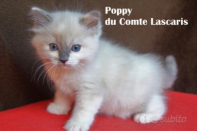 POPPY cucciola razza ragdoll con pedigree