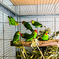 Inseparabili Agapornis taranta