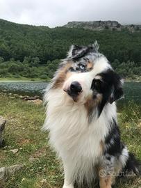 Australian Shepherd maschio per accoppiamento