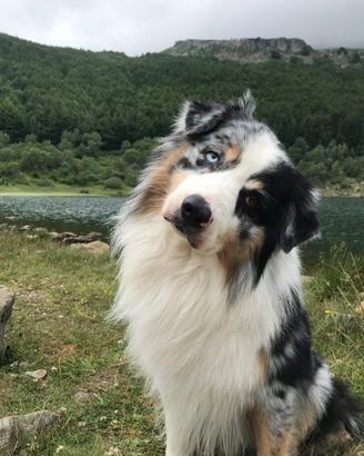 Australian Shepherd maschio per accoppiamento