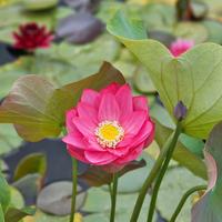 Piante acquatiche e da laghetto