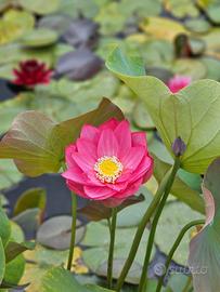 Piante acquatiche e da laghetto