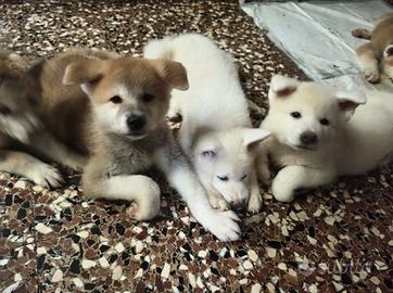 Cuccioli Akita Inu