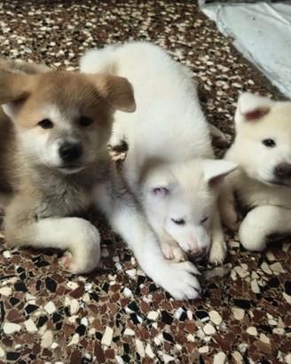 Cuccioli Akita Inu