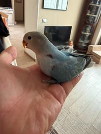 Inseparabili allevati a mano