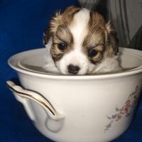 Chihuahua maschietto da aprile