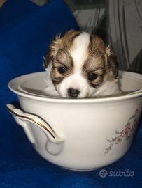 Chihuahua maschietto da aprile