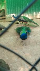 Pavone blu