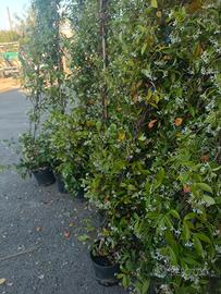 falso gelsomino o ringospermo