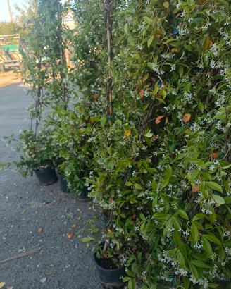 falso gelsomino o ringospermo