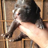 Cuccioli Pitbull ukc