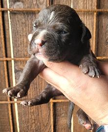 Cuccioli Pitbull ukc