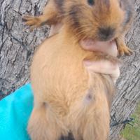 Cavia peruviana porcellino d'india