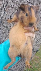 Cavia peruviana porcellino d'india