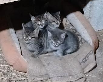 Cuccioli di gatto incrocio di Maine Coon e Meticci