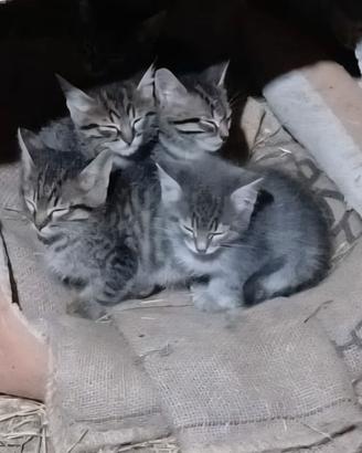 Cuccioli di gatto incrocio di Maine Coon e Meticci