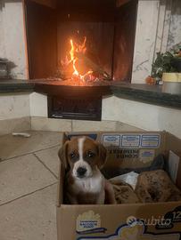 Cucciolo incrocio tra bigol e jack russell