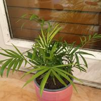 Piante da appartamento