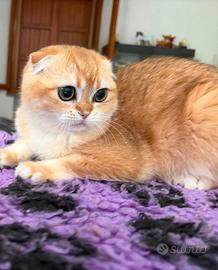 Gatti scottish