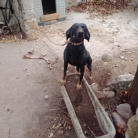 Cane segugio del Montenegro