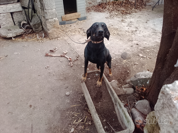 Cane segugio del Montenegro