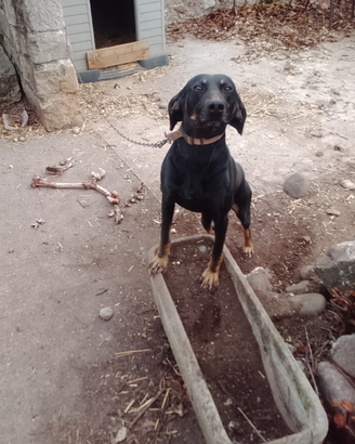 Cane segugio del Montenegro