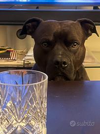Monta pitbull