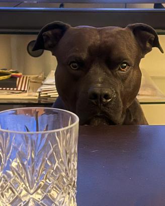 Monta pitbull