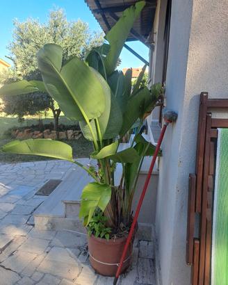 Strelitzia Nicolai