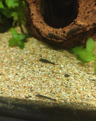 Pesci Ancistrus