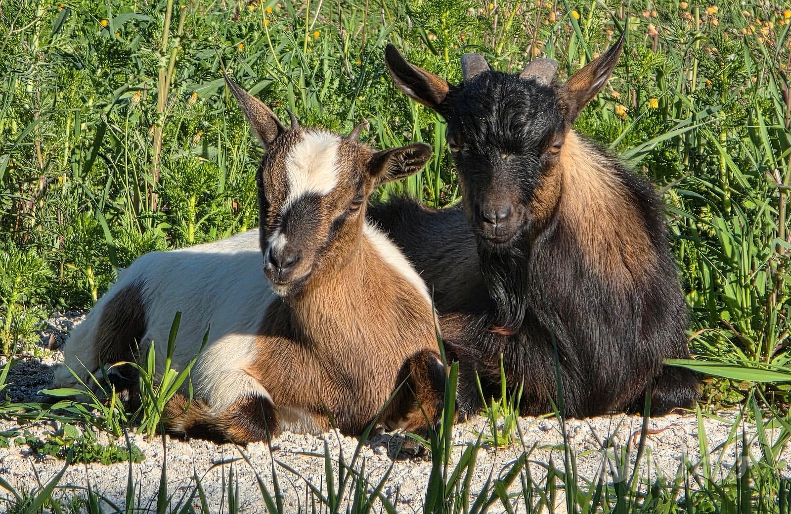 Caprette tibetane - Animali In regalo a Sassari