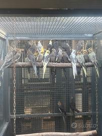 Pappagalli calopsite molte mutazioni