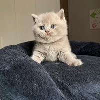 British shorthair