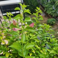 pianta bouganvillea del lago grande