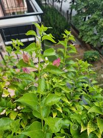 pianta bouganvillea del lago grande