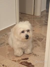 Maltese Maschio disponibile per accoppiamento