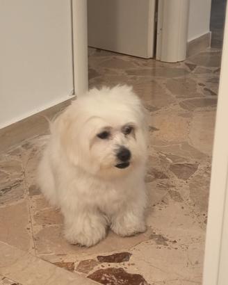 Maltese Maschio disponibile per accoppiamento