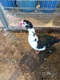 Anatra muta maschio