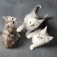 Maine Coon Shaded Femmine