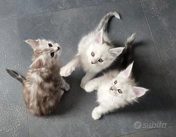 Maine Coon Shaded Femmine