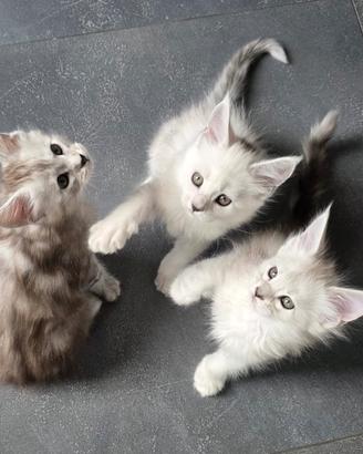 Maine Coon Shaded Femmine