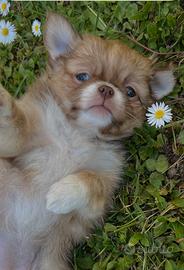 Chihuahua Femmina pelo lungo occhi chiari mini