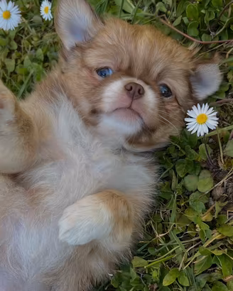 Chihuahua Femmina pelo lungo occhi chiari mini