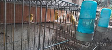 Canarini, vari, uccelli 