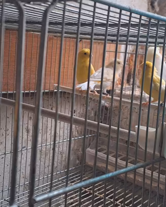 Canarini, vari, uccelli 