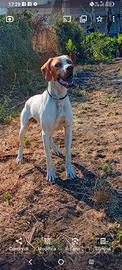 Pointer inglese bianco arancio