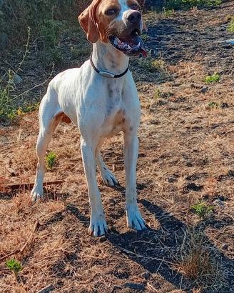 Pointer inglese bianco arancio